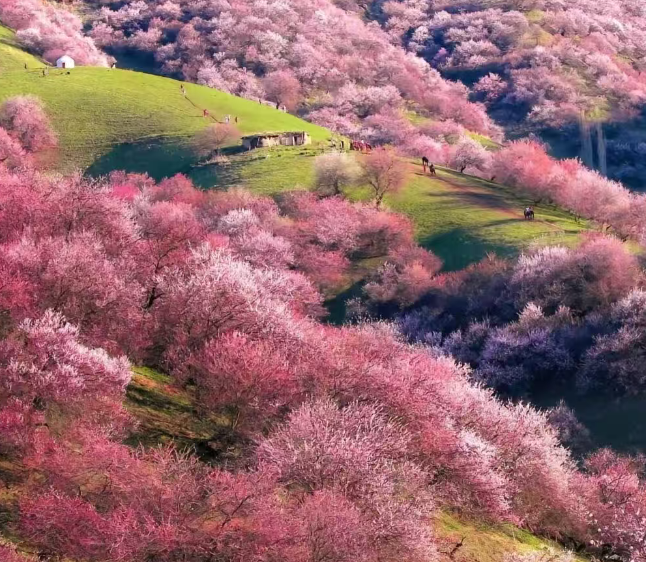 flower in xinjiang.png