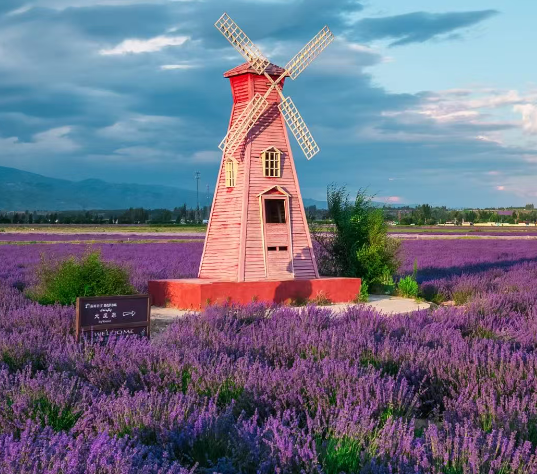 xinjiang lavender.png
