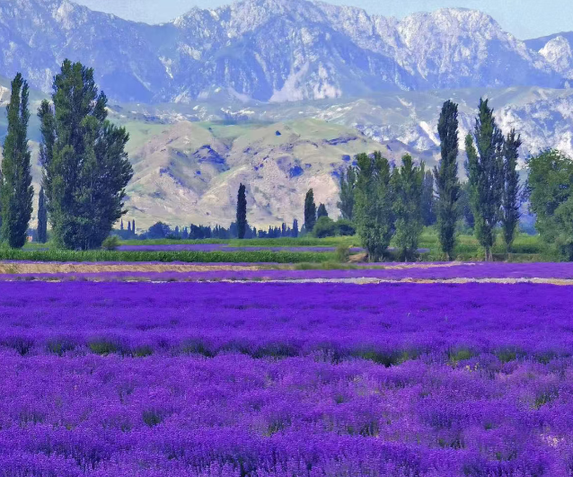 xinjiang lavender.png