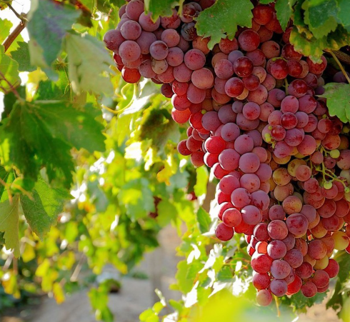 xinjiang grapes.png
