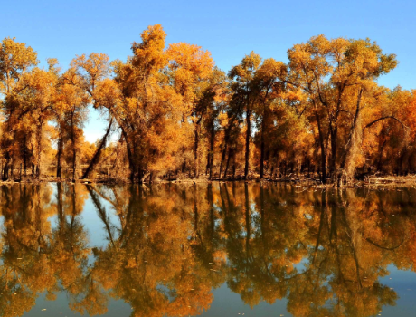 golden autumn in xinjiang.png